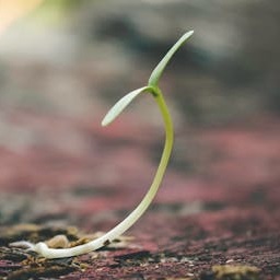 grow